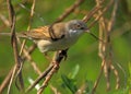 Poland, Biebrzanski National Park Ã¢â¬â closeup of a Whitethroat bird Ã¢â¬â latin: Sylvia communis Royalty Free Stock Photo